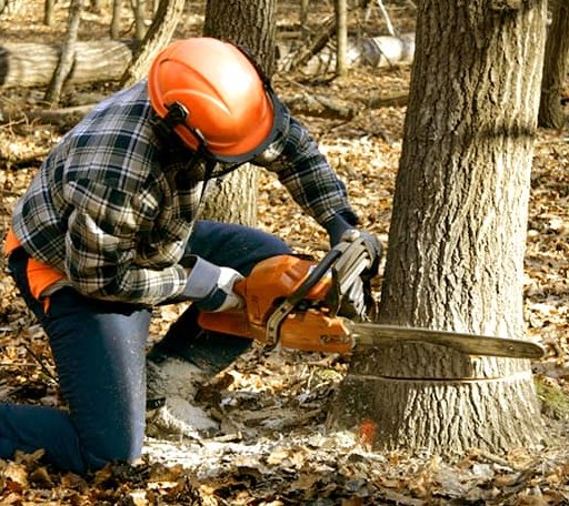 Tree Removal in Vandiver, AL
